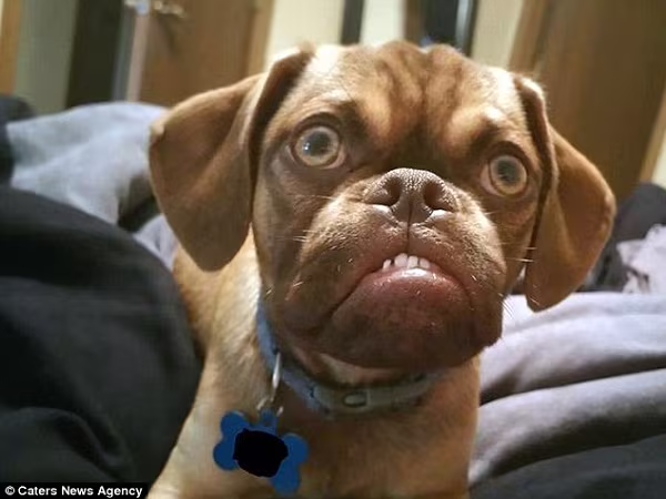 Chú chó "khó tính nhất thế giới" "gây bão" mạng xã hội ảnh 1