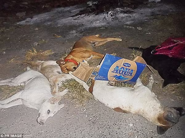 Xác chó nằm la liệt trên đường phố ảnh 1 Xác chó nằm la liệt trên đường phố ảnh 1