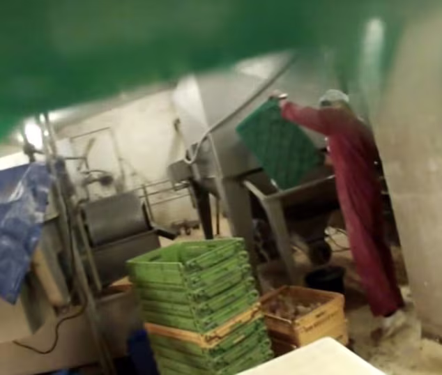 Hãi hùng cảnh xay nát gà trống con trong trại gà  ảnh 1