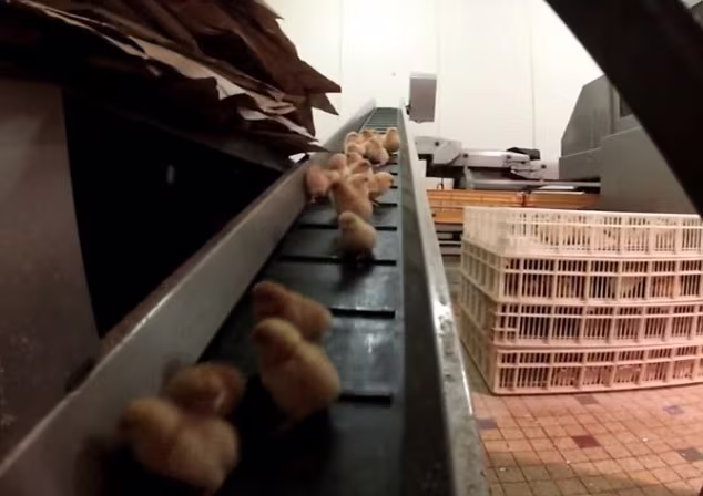 Hãi hùng cảnh xay nát gà trống con trong trại gà  ảnh 2