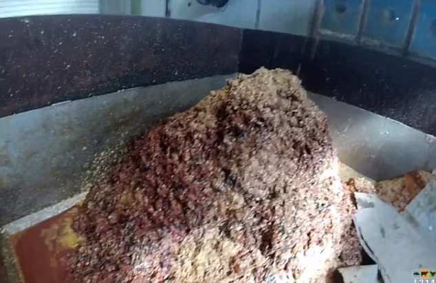 Hãi hùng cảnh xay nát gà trống con trong trại gà ảnh 7 Hãi hùng cảnh xay nát gà trống con trong trại gà ảnh 7