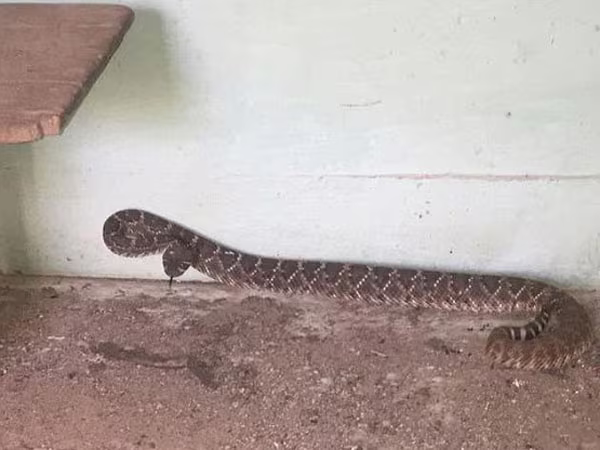 Phát hiện ổ rắn độc hơn 24 con trong nhà ở Texas, Mỹ ảnh 4 Phát hiện ổ rắn độc hơn 24 con trong nhà ở Texas, Mỹ ảnh 4