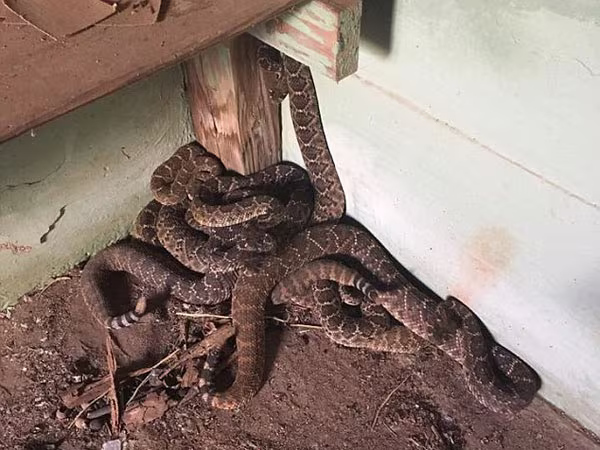 Phát hiện ổ rắn độc hơn 24 con trong nhà ở Texas, Mỹ ảnh 2 Phát hiện ổ rắn độc hơn 24 con trong nhà ở Texas, Mỹ ảnh 2