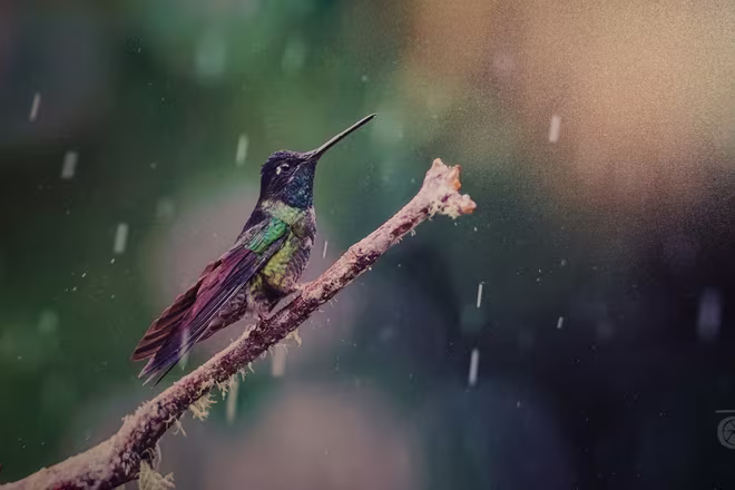 Đẹp mê hồn những tuyệt phẩm ảnh động vật hoang dã ảnh 8 Đẹp mê hồn những tuyệt phẩm ảnh động vật hoang dã ảnh 8