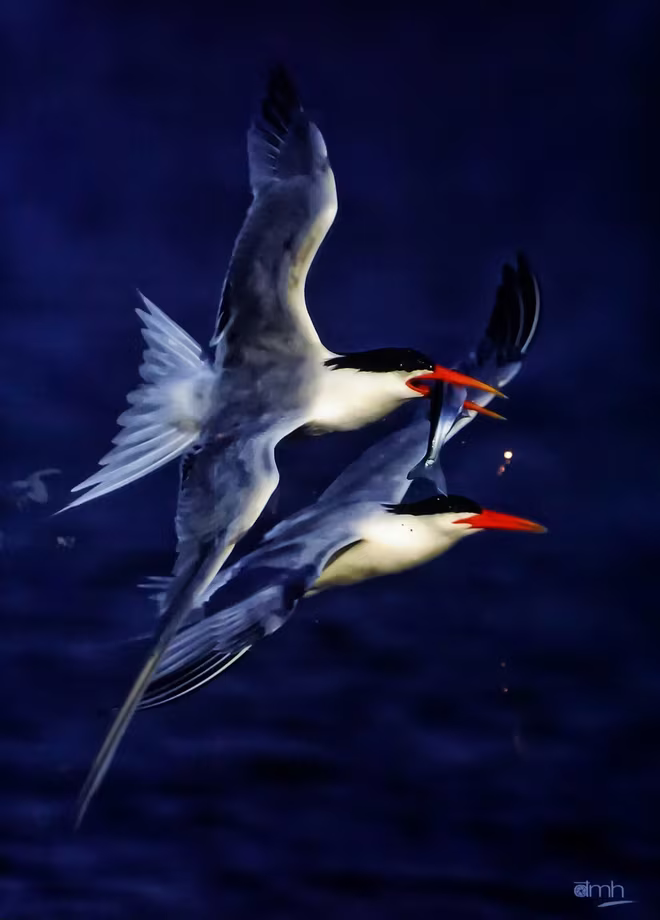 Đẹp mê hồn những tuyệt phẩm ảnh động vật hoang dã ảnh 3 Đẹp mê hồn những tuyệt phẩm ảnh động vật hoang dã ảnh 3