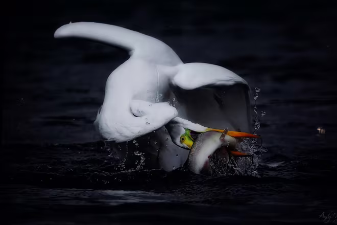 Đẹp mê hồn những tuyệt phẩm ảnh động vật hoang dã ảnh 5 Đẹp mê hồn những tuyệt phẩm ảnh động vật hoang dã ảnh 5