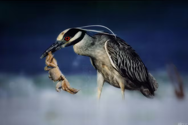 Đẹp mê hồn những tuyệt phẩm ảnh động vật hoang dã ảnh 12 Đẹp mê hồn những tuyệt phẩm ảnh động vật hoang dã ảnh 12