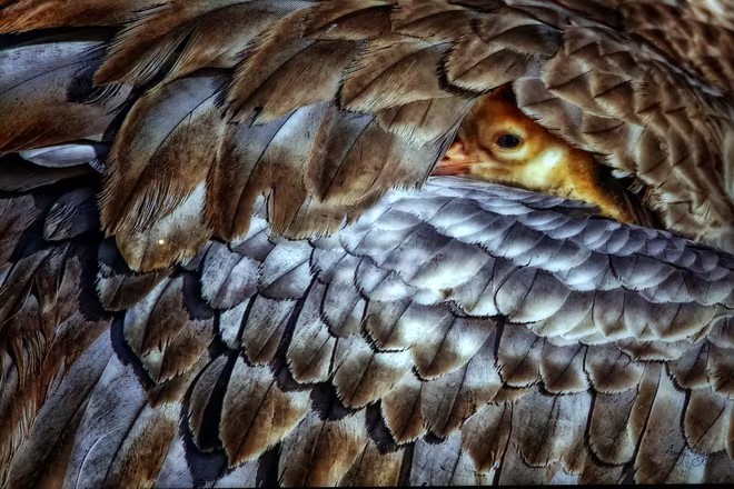 Đẹp mê hồn những tuyệt phẩm ảnh động vật hoang dã ảnh 4 Đẹp mê hồn những tuyệt phẩm ảnh động vật hoang dã ảnh 4