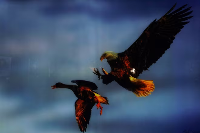 Đẹp mê hồn những tuyệt phẩm ảnh động vật hoang dã ảnh 10 Đẹp mê hồn những tuyệt phẩm ảnh động vật hoang dã ảnh 10