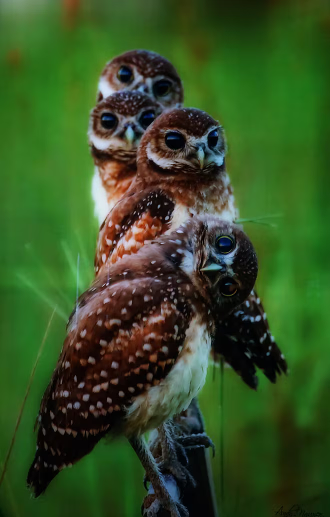 Đẹp mê hồn những tuyệt phẩm ảnh động vật hoang dã ảnh 6 Đẹp mê hồn những tuyệt phẩm ảnh động vật hoang dã ảnh 6