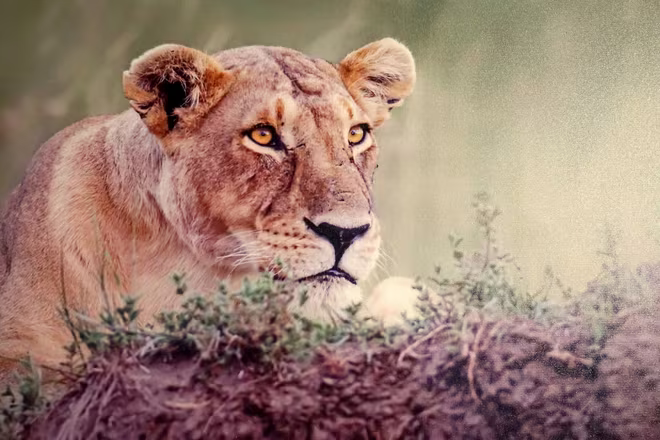 Đẹp mê hồn những tuyệt phẩm ảnh động vật hoang dã ảnh 11 Đẹp mê hồn những tuyệt phẩm ảnh động vật hoang dã ảnh 11