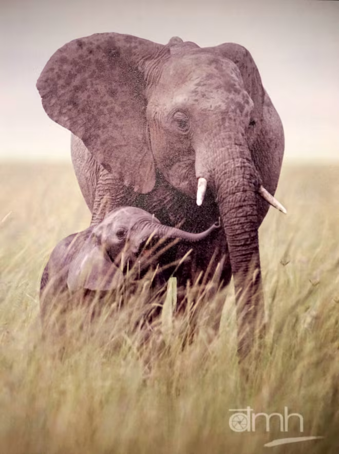 Đẹp mê hồn những tuyệt phẩm ảnh động vật hoang dã ảnh 9 Đẹp mê hồn những tuyệt phẩm ảnh động vật hoang dã ảnh 9