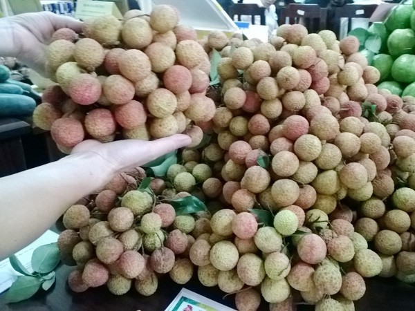 Hà Nội giúp Hải Dương tiêu thụ vải thiều ảnh 1 Hà Nội giúp Hải Dương tiêu thụ vải thiều ảnh 1