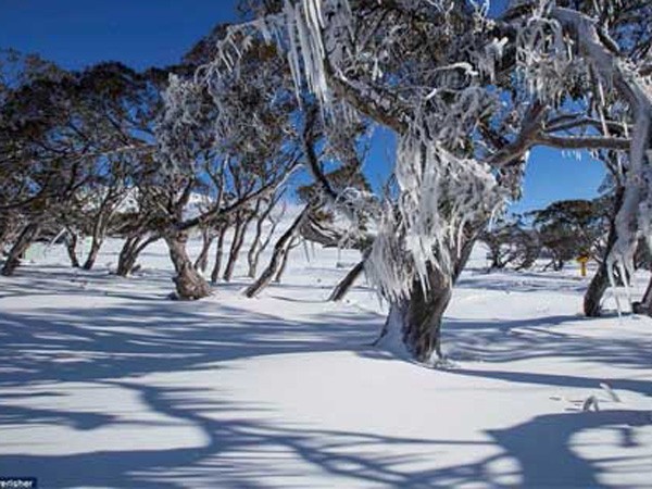 Australia: Thời tiết lạnh nhất trong 40 năm ảnh 1 Australia: Thời tiết lạnh nhất trong 40 năm ảnh 1