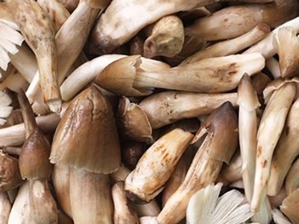 Điên đảo vì ma trận nấm mối ảnh 1 Điên đảo vì ma trận nấm mối ảnh 1