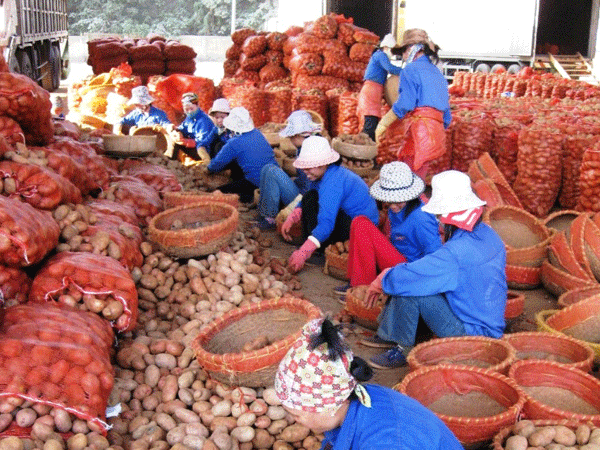 Mạnh tay chặn khoai tây Trung Quốc đội lốt Đà Lạt ảnh 1 Mạnh tay chặn khoai tây Trung Quốc đội lốt Đà Lạt ảnh 1