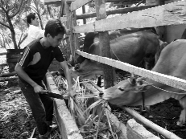 Chăn nuôi "tay không" trước thềm TPP ảnh 1