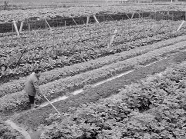 Thuốc trừ sâu cực độc vẫn được dùng trên rau, quả ảnh 1