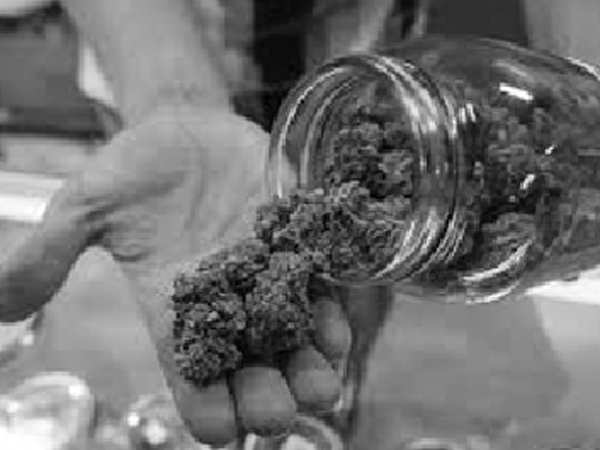 Thông tin cần sa chữa ung thư: Không khỏi bệnh mà còn gây nghiện ảnh 2 Thông tin cần sa chữa ung thư: Không khỏi bệnh mà còn gây nghiện ảnh 2