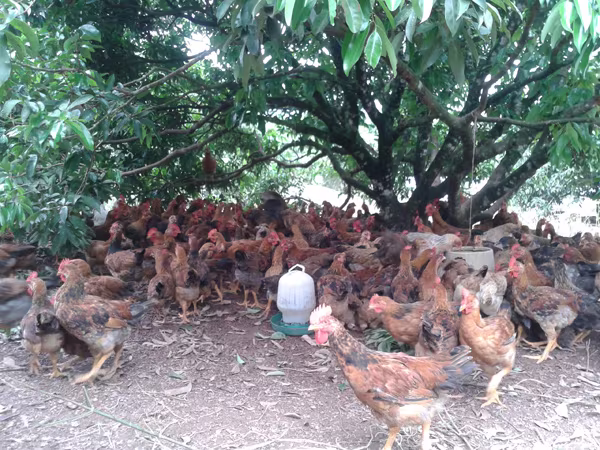 Nuôi gà đón Tết: Nơi hồ hởi, chốn đìu hiu ảnh 1