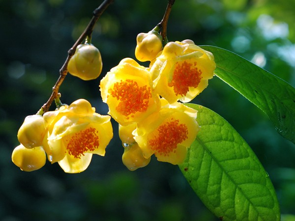 Trà hoa vàng - Hoa đẹp chơi Tết, thuốc quý trong nhà ảnh 1 Trà hoa vàng - Hoa đẹp chơi Tết, thuốc quý trong nhà ảnh 1