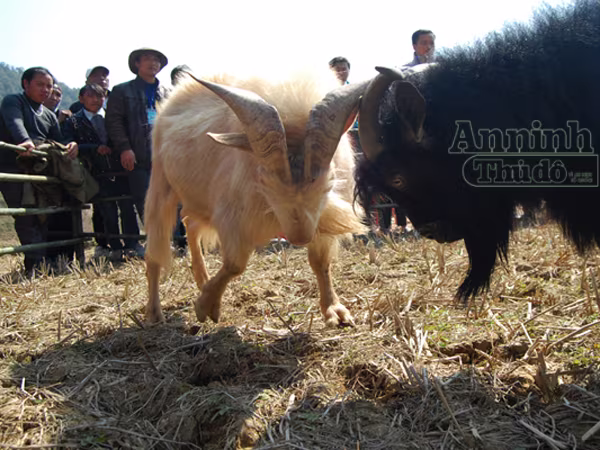 Ấn tượng những cú ra đòn của "đấu sỹ" dê trên cao nguyên đá Đồng Văn ảnh 11 Ấn tượng những cú ra đòn của "đấu sỹ" dê trên cao nguyên đá Đồng Văn ảnh 11
