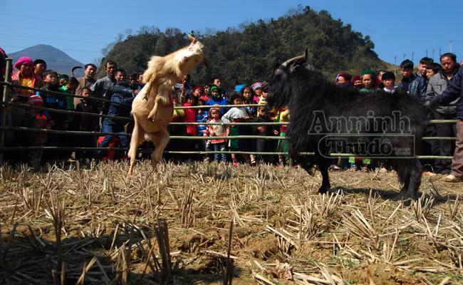 Ấn tượng những cú ra đòn của "đấu sỹ" dê trên cao nguyên đá Đồng Văn ảnh 12 Ấn tượng những cú ra đòn của "đấu sỹ" dê trên cao nguyên đá Đồng Văn ảnh 12