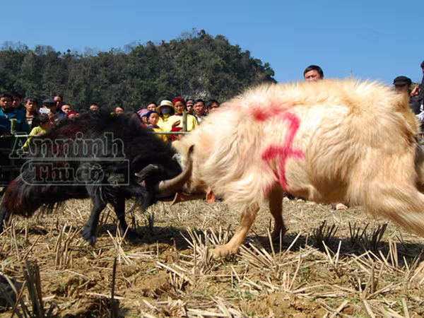 Ấn tượng những cú ra đòn của "đấu sỹ" dê trên cao nguyên đá Đồng Văn ảnh 13 Ấn tượng những cú ra đòn của "đấu sỹ" dê trên cao nguyên đá Đồng Văn ảnh 13