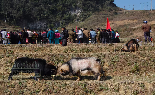 Ấn tượng những cú ra đòn của "đấu sỹ" dê trên cao nguyên đá Đồng Văn ảnh 21 Ấn tượng những cú ra đòn của "đấu sỹ" dê trên cao nguyên đá Đồng Văn ảnh 21