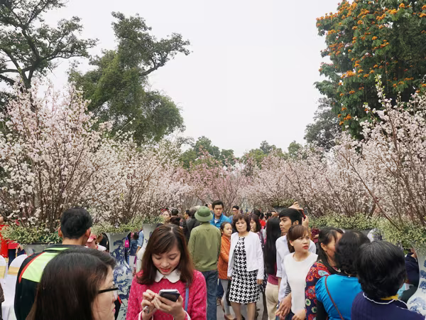 Ngắm hoa anh đào Nhật Bản trong tiết Xuân Hà Nội ảnh 1 Ngắm hoa anh đào Nhật Bản trong tiết Xuân Hà Nội ảnh 1