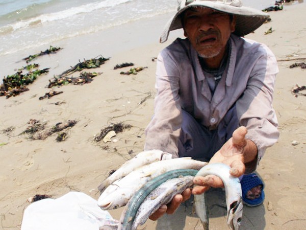 Suy diễn nguyên nhân cá chết chỉ làm tăng thiệt hại cho ngư dân ảnh 1 Suy diễn nguyên nhân cá chết chỉ làm tăng thiệt hại cho ngư dân ảnh 1