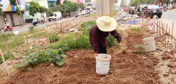 Trồng rau trên dải phân cách, ven đường: Tưởng "sạch" hóa nhiễm đầy chất độc! ảnh 2 Trồng rau trên dải phân cách, ven đường: Tưởng "sạch" hóa nhiễm đầy chất độc! ảnh 2