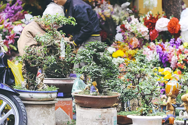 Một vòng chợ hoa Hàng Lược trước thềm Tết Đinh Dậu ảnh 4 Một vòng chợ hoa Hàng Lược trước thềm Tết Đinh Dậu ảnh 4