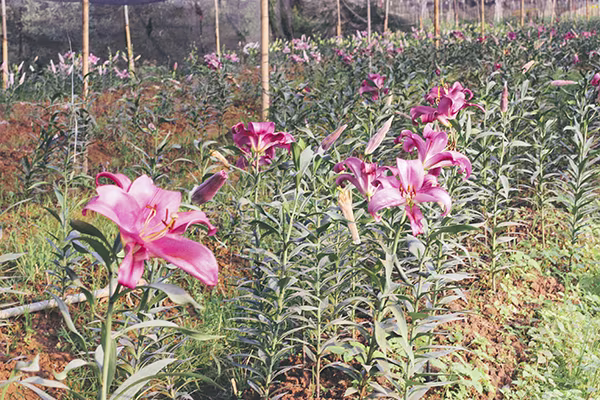 Ghé thăm những cánh đồng hoa Tây Tựu ngày cận Tết ảnh 5 Ghé thăm những cánh đồng hoa Tây Tựu ngày cận Tết ảnh 5