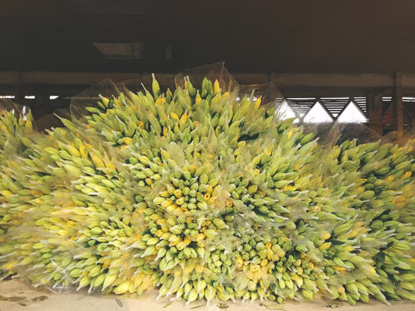 Ghé thăm những cánh đồng hoa Tây Tựu ngày cận Tết ảnh 7 Ghé thăm những cánh đồng hoa Tây Tựu ngày cận Tết ảnh 7