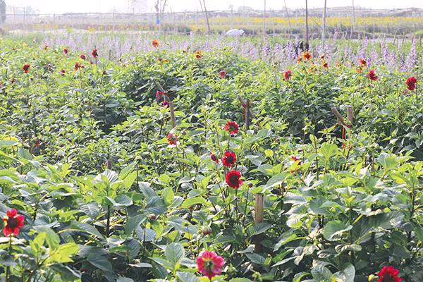 Ghé thăm những cánh đồng hoa Tây Tựu ngày cận Tết ảnh 3 Ghé thăm những cánh đồng hoa Tây Tựu ngày cận Tết ảnh 3