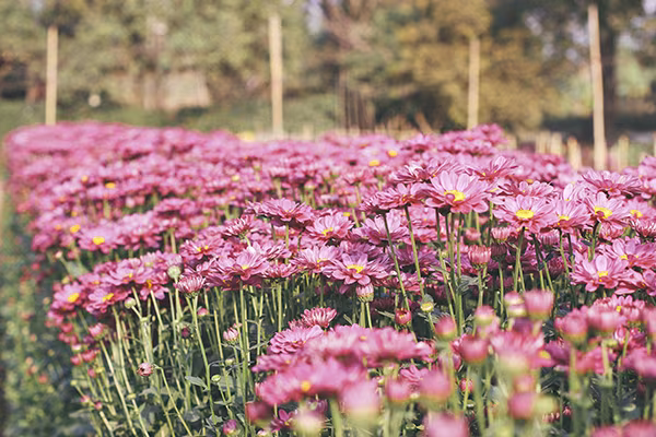 Ghé thăm những cánh đồng hoa Tây Tựu ngày cận Tết ảnh 2 Ghé thăm những cánh đồng hoa Tây Tựu ngày cận Tết ảnh 2