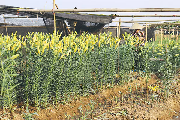 Ghé thăm những cánh đồng hoa Tây Tựu ngày cận Tết ảnh 6 Ghé thăm những cánh đồng hoa Tây Tựu ngày cận Tết ảnh 6