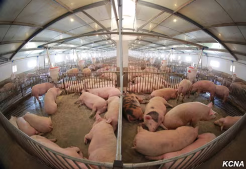 Trong căng thẳng, lãnh đạo Triều Tiên đi thăm trại nuôi lợn ảnh 3