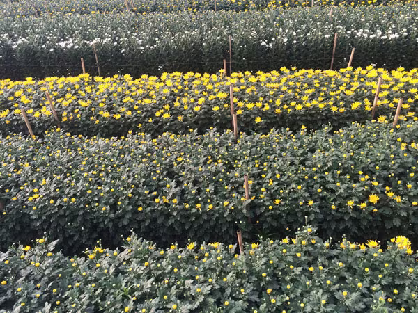 Xuân sớm trên làng hoa Tây Tựu ảnh 2