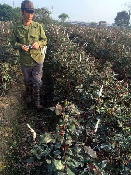 Xuân sớm trên làng hoa Tây Tựu ảnh 6