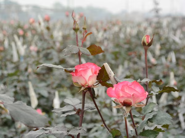 Xuân sớm trên làng hoa Tây Tựu ảnh 5