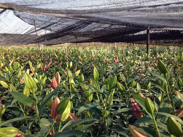 Xuân sớm trên làng hoa Tây Tựu ảnh 7