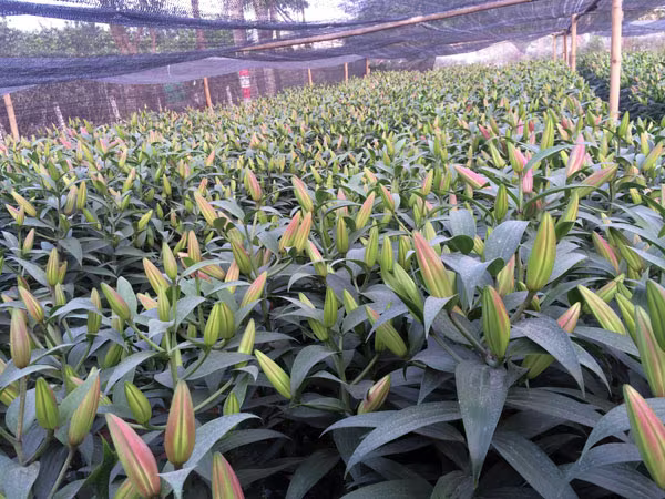 Xuân sớm trên làng hoa Tây Tựu ảnh 8