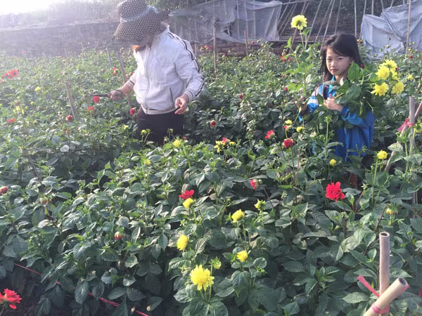 Xuân sớm trên làng hoa Tây Tựu ảnh 3