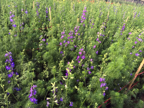 Xuân sớm trên làng hoa Tây Tựu ảnh 4