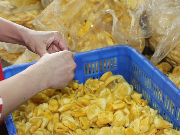 Mít chất cả đống, đã khoan lỗ, nghi chuẩn bị bơm thuốc ép chín ảnh 1 Mít chất cả đống, đã khoan lỗ, nghi chuẩn bị bơm thuốc ép chín ảnh 1