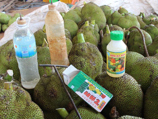 Mít chất cả đống, đã khoan lỗ, nghi chuẩn bị bơm thuốc ép chín ảnh 2 Mít chất cả đống, đã khoan lỗ, nghi chuẩn bị bơm thuốc ép chín ảnh 2