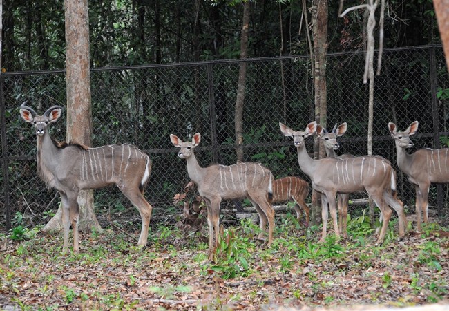 Khai trương Vinpearl Safari Phú Quốc- vườn thú bán hoang dã đầu tiên tại Việt Nam ảnh 14 Khai trương Vinpearl Safari Phú Quốc- vườn thú bán hoang dã đầu tiên tại Việt Nam ảnh 14
