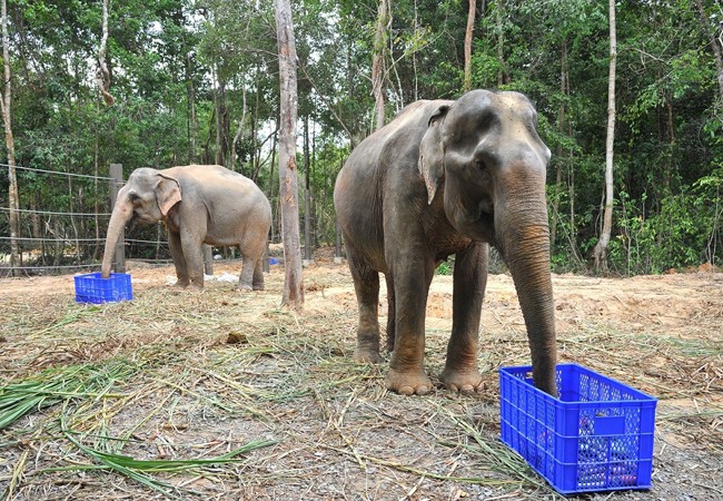 Khai trương Vinpearl Safari Phú Quốc- vườn thú bán hoang dã đầu tiên tại Việt Nam ảnh 9 Khai trương Vinpearl Safari Phú Quốc- vườn thú bán hoang dã đầu tiên tại Việt Nam ảnh 9